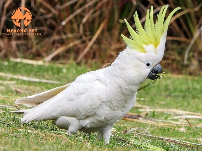 Mua Bán Vẹt Cockatoo Uy Tín Tại TP.HCM